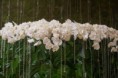 /album/fotogaleria-ponukame/monstera-orchids-jpg1/